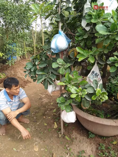 Theo lời chú Bình kể, cây độc đáo này có tên “Cây lai Bưởi Phật Thủ”. Cây này được chú trồng trực tiếp trong chậu cảnh nên có thể sống được rất lâu mà không cần chăm sóc nhiều. Chú Bình cho biết: “Cây này do tôi tự sáng tạo ra, không mất nhiều công chăm sóc, người mua về chỉ cần tưới chút nước là được”.