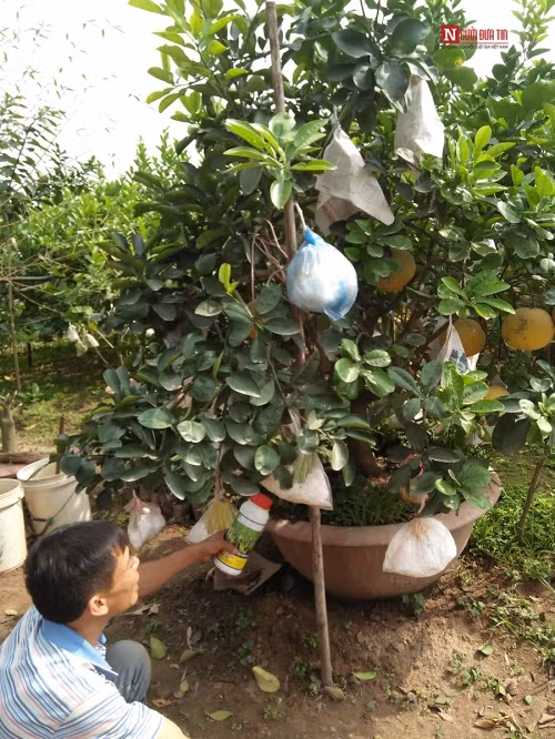 Đến xã Yên Sở, huyện Hoài Đức, Hà Nội vào những ngày gần cuối năm âm lịch, chúng tôi cảm nhận được không khí Tết đang đến gần hơn. Nơi đây có rất nhiều loại cây cảnh, quả Tết đang chờ được “xuất vườn”. Sau gần 2 tiếng đồng hồ đi “lùng sục” khắp các vườn cây quả để khảo giá những loài cây “độc, lạ” PV Báo Người Đưa Tin đã được chú Bình - chủ vườn cây ở Yên Sở giới thiệu về cây cảnh chơi Tết duy chỉ có một cây mà chú tạo được.