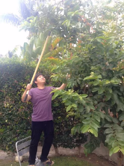Chàng ca sĩ Bolero hào hứng hái ổi.