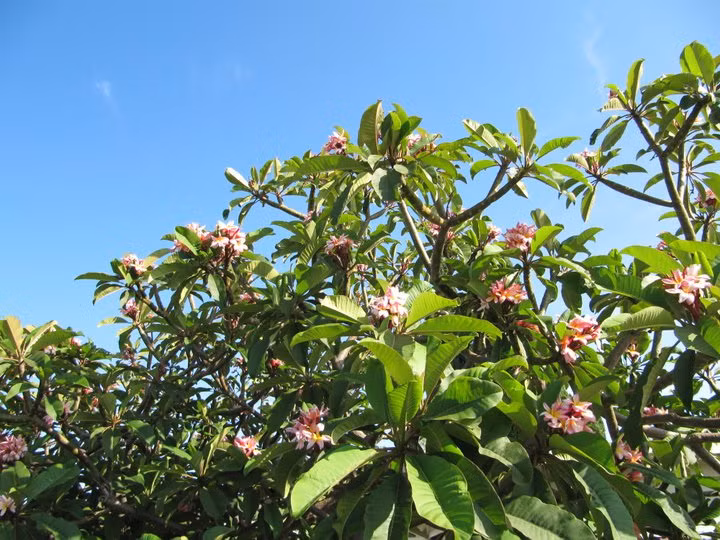 Cây hoa sứ mang giống về từ Hawaii giờ đã có tuổi đời khoảng 11 năm.