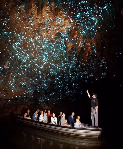 Hang động Waitomo Glowworm được tìm thấy lần đầu tiên vào năm 1887 bởi tộc trưởng tộc người Maori - Tane Tinorau cùng với một điều tra viên người Anh - Fred Mace. Người Maori từ lâu đã biết về sự tồn tại hang động, nhưng các hang động dưới lòng đất chưa bao giờ được khám phá rộng rãi cho đến khi Fred và Tane đi điều tra. Họ làm một chiếc bè bằng thân cây lanh và cầm nến trên tay, cùng đi vào hang động.