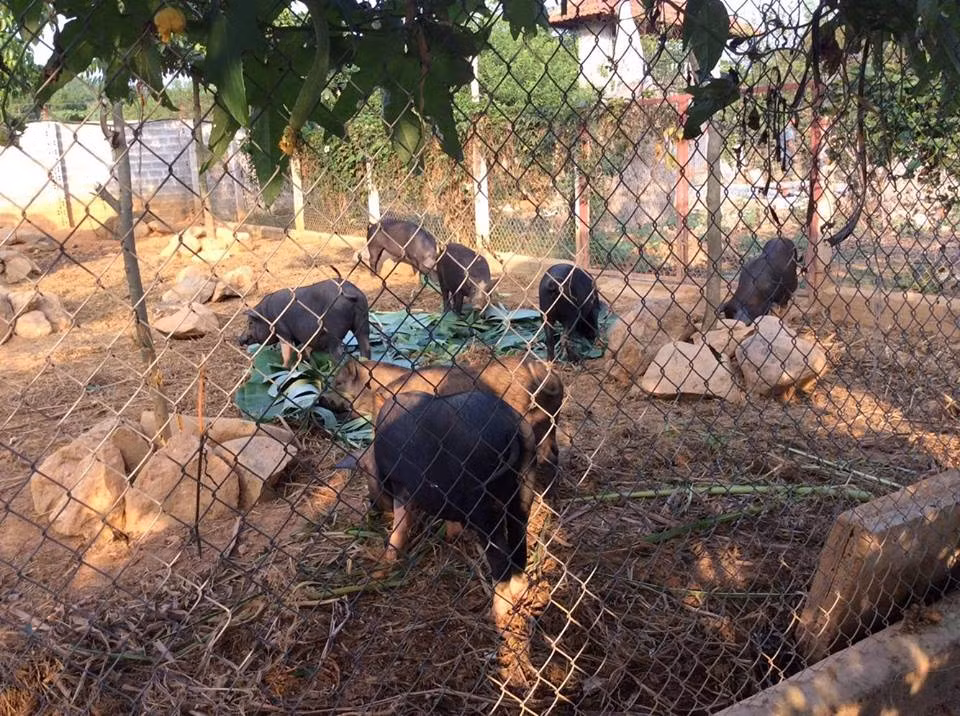 Một ngày đến với trang trại nơi thôn dã này chính là những trải nghiệm thực tế nhất khi bạn được hóa thân thành những nông dân thực thụ.