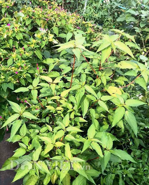 Dù bận rộn với công việc hàng ngày cũng như chăm con nhỏ nhưng bằng tình yêu hoa cỏ, cây cối, muốn có được nguồn thực phẩm sạch cho gia đình mỗi ngày nên chị Hà vẫn cố gắng tranh thủ thời gian rảnh rỗi để làm vườn, xới đất, trồng rau.