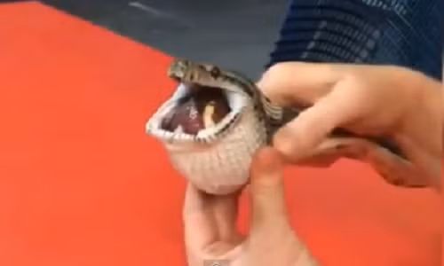 Tran suyt mat mang vi nuot nham qua bong tennis