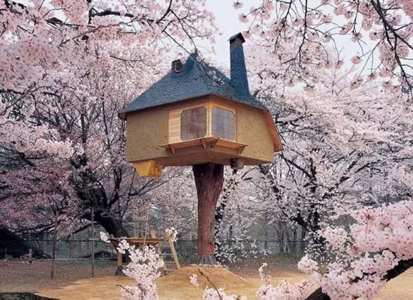 Nhà trên cây tại Kyoto, Nhật Bản.