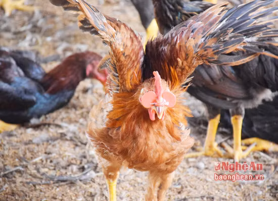 Chiếc kính đeo vào trông giống như mào của con gà, nhằm che tầm nhìn thẳng của con gà, nhưng không ảnh hưởng đến việc ăn uống của gà. Anh Nguyễn Viết Tư cho biết: Trước đây gà của anh thường bị trọc lông vùng lưng, cổ, đầu, do chúng chọi nhau, khiến gà chậm lớn, nhưng không biết xử lý bằng cách nào. Cách đây 2 năm, tình cờ xem trên ti vi có người "đeo kính" cho gà để tránh gà chọi nhau, anh liền tìm đến tận nơi học hỏi. Sau khi được giới thiệu địa chỉ bán kính cho gà, anh đến đặt mua gần 10 nghìn chiếc về áp dụng vào trang trại gà của mình.