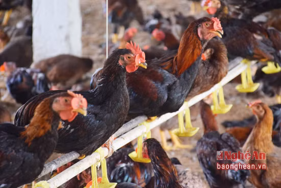 Hàng nghìn con gà khỏe mạnh và óng mượt nhờ chăm sóc tốt, nhốt chung chuồng và "đeo kính" nên không hề có hiện tượng chọi nhau gây chảy máu, rụng lông...
