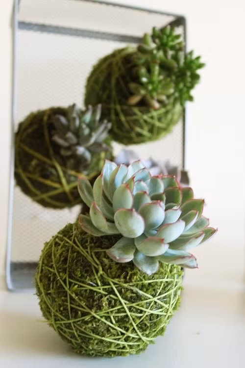 Sáng tạo với búi cây kokedama cho chậu cây sen đá tròn trịa xinh xắn.