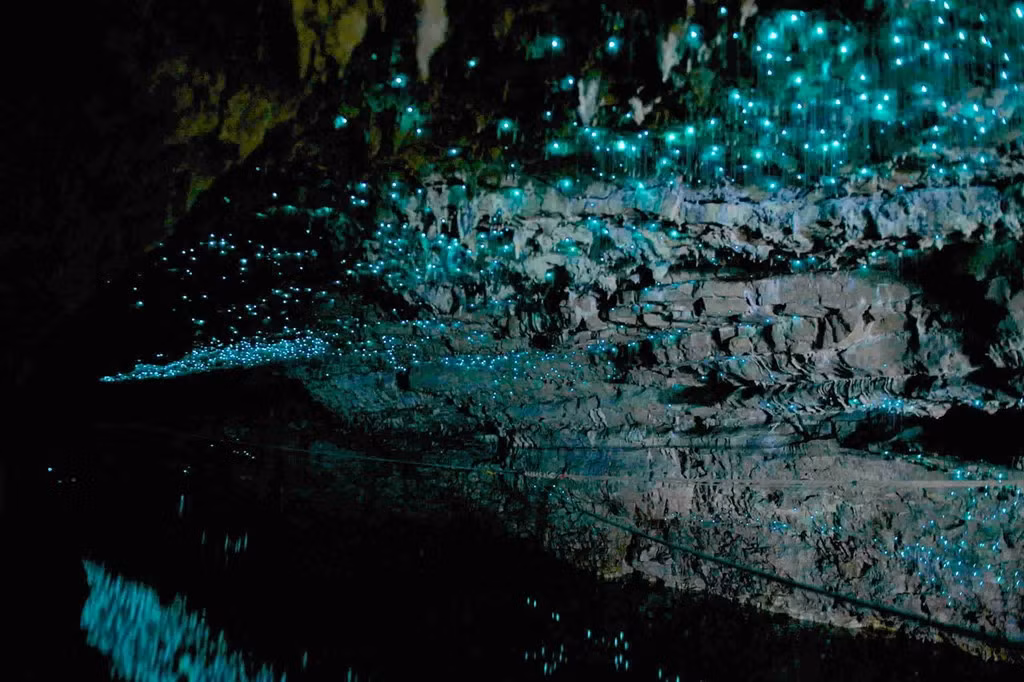 Động Ruakuri nằm ở Waitomo, New Zealand, có hàng nghìn con đom đóm phát ánh sáng huỳnh quang chiếu sáng trên những bức tường đá, tạo nên cảnh tượng huyền diệu độc nhất vô nhị. Ảnh: Unknownworld.