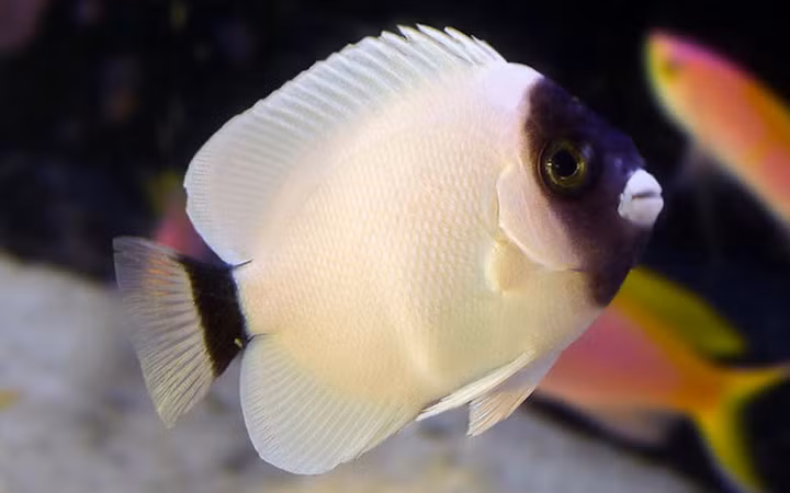 Cá mặt nạ thiên thần Masked Angelfish có giá 20,000 USD.