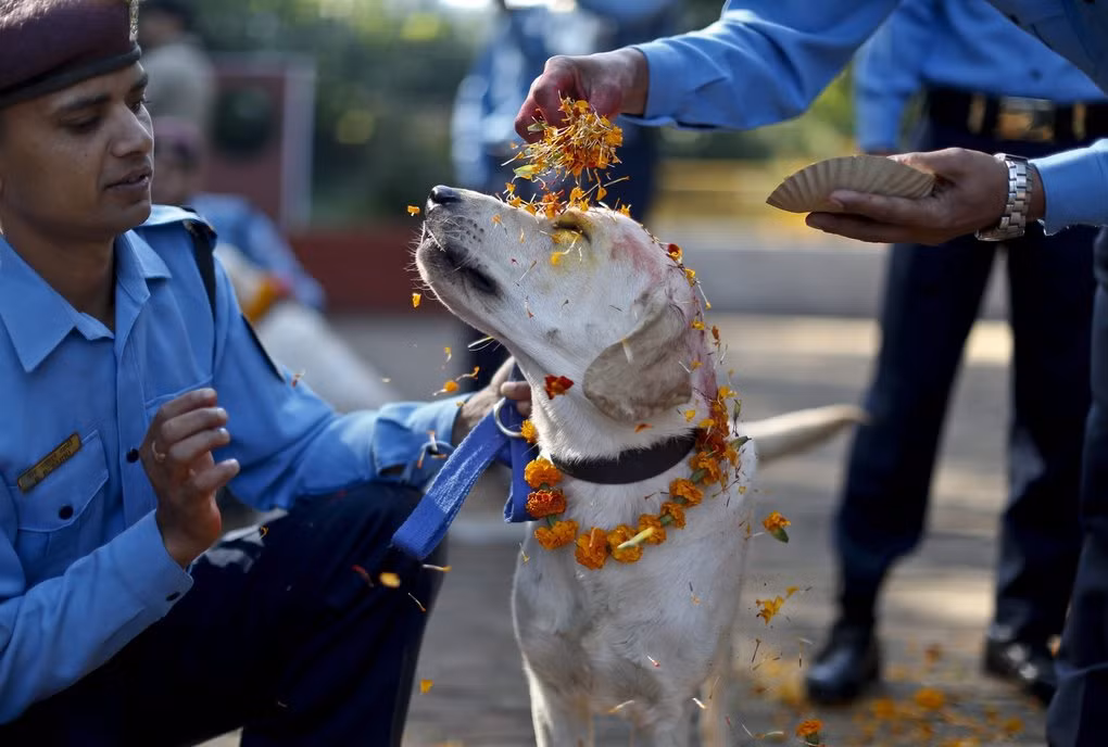 Ngày lễ cám ơn những chú chó trung thành của chúng ta được gọi là Kukur Tihar. Tihar là một dịp lễ năm ngày của người Hindu, nhưng ngày thứ hai được dành cho loài chó. Mọi người thường đặt các vòng hoa, làm dấu Tika (một dấu màu trước trán), cho chó ăn các thức ăn thơm ngon. Sau đó họ thừa nhận mối quan hệ yêu thương giữa con người và loài chó.