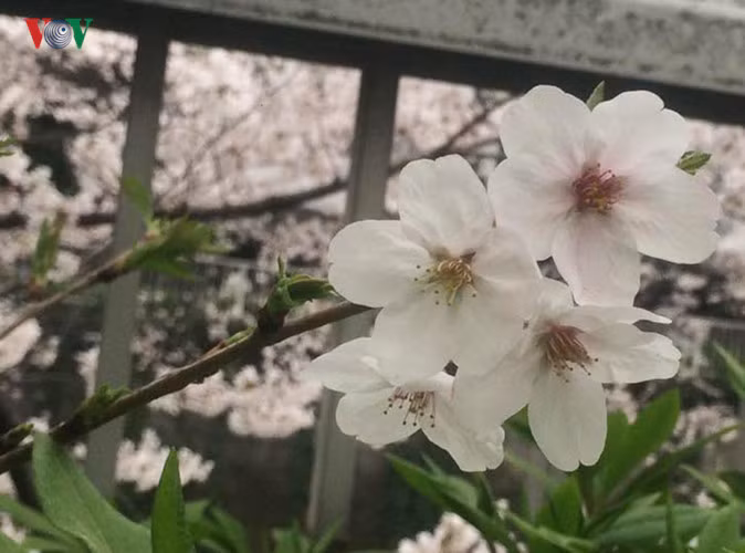Cây hoa anh đào Yamazakura, một trong những loại hoa anh đào phổ biến nhất ở Nhật Bản.
