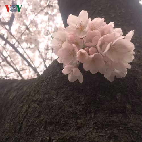 Hoa anh đào Yoshino này được cho là loại phổ biến nhất. Loài hoa này là kết quả của sự kết hợp trộn lẫn giữa giống Edohigan Zakura và Oshimazakura. Cánh hoa có màu hồng nhạt, mặc dù nhìn phớt qua, đôi khi bạn sẽ lầm tưởng chúng có màu trắng. Mỗi đóa hoa khi nở rộ sẽ có 5 cánh.