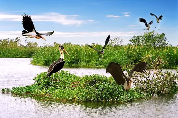 Rừng U Minh Rừng U Minh được coi là "lá phổi xanh" của Đồng bằng sông Cửu Long, là nơi sinh sống của 252 loài thực vật, 185 loài chim, 24 loài thú trong đó có nhiều loài có tên trong Sách đỏ. U Minh có không gian thoáng đãng, bầu không khí buổi sáng trong lành còn buổi chiều mát mẻ, quyện với mùi thơm của mạ non cùng hương hoa tràm ngào ngạt chắc chắn sẽ làm mê đắm lòng du khách.