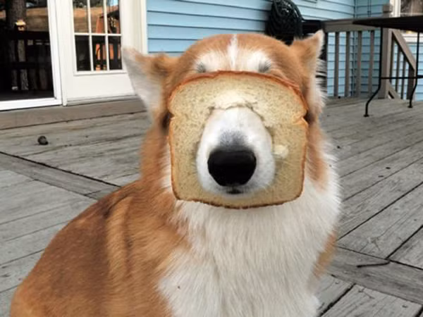 Bánh mì để ăn chứ không phải cái rọ mõm đâu nhé!