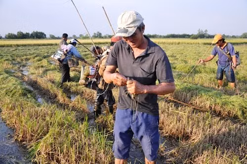 Người đàn ông chủ ruộng đứng trên bờ thấy chuột chạy nên dùng tay bắt.