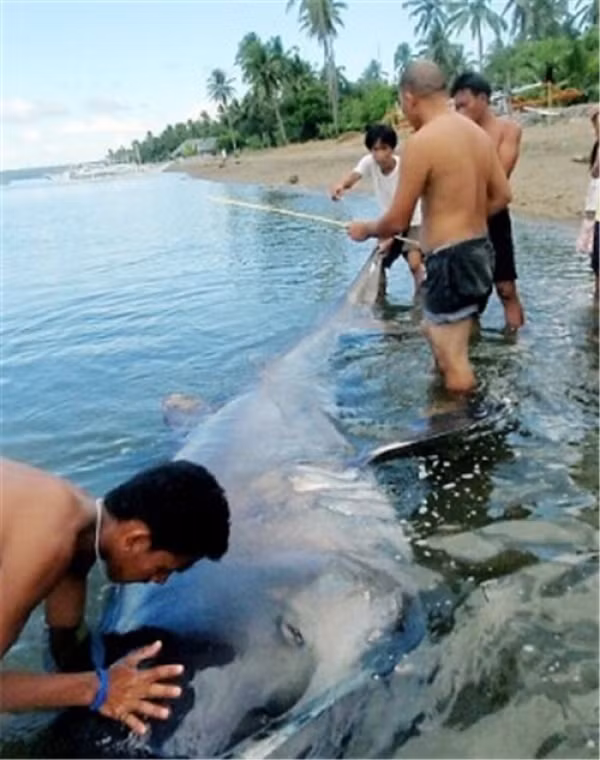 Cá mập mồm rộng Đây là một trong những loài động vật kỳ bí nhất trên Trái Đât.s Trong hình ảnh là một con cá mập mồm rộng được người dân đánh bắt gần khu vực nghỉ mát vùng biển Donsol, phía Nam Manila của Philippines. Được biết, con cá mập này có chiều dài 4m với trọng lượng gần 500kg.