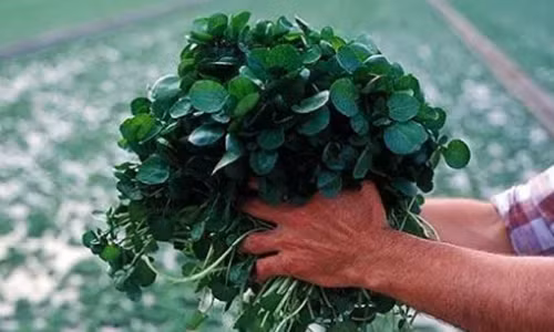 Muốn chống lại ung thư, ăn rau này mỗi ngày Muon chong lai ung thu, an rau nay moi ngay
