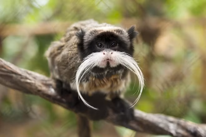 Khỉ hoàng đế Tamarin với bộ ria mép tuyệt vời.