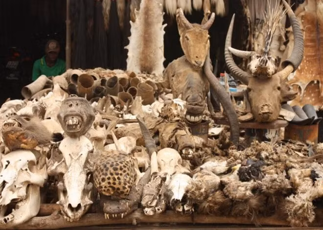 Chợ Akodessewa (Togo): Khu chợ chuyên mua bán những món đồ bùa phép và thảo dược. Người dân các nước Tây Phi tin vào sự huyền diệu, mang phép thuật của những chiếc đầu lâu khỉ, trâu, linh dương.