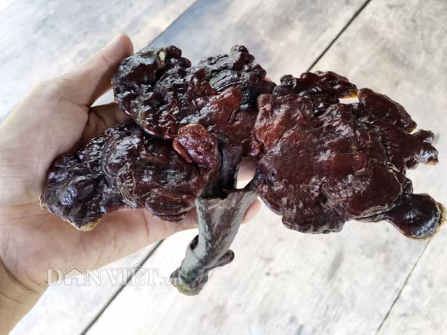 Loại nấm lim xanh có kích cỡ lớn thế này ngày càng ít.