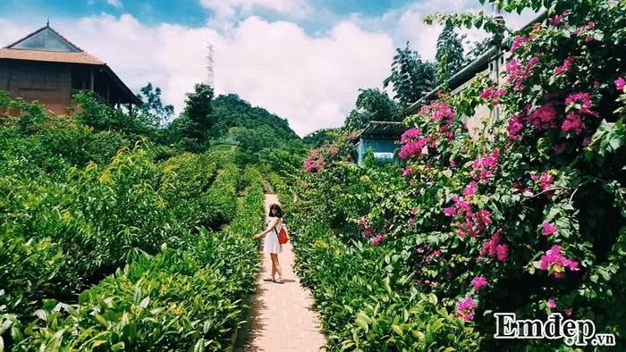 Với thiết kế độc đáo và xây dựng gần gũi với thiên nhiên bên cạnh đồi chè chắc chắn bạn sẽ có những trải nghiệm thú vị khi trú chân tại đây.