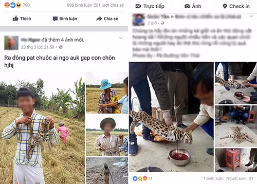 Thực hư mèo quý trị giá tiền tỉ bị nhóm thanh niên xẻ thịt Thuc hu meo quy tri gia tien ti bi nhom thanh nien xe thit