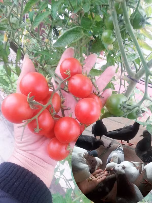 Khoảng sân thượng nhà chị Nguyễn Thị Hồng Minh (phường Thịnh Liệt, Hoàng Mai, Hà Nội) khá rộng rãi nên chị trồng được rất nhiều các loại cây ăn quả, rau sạch, trồng hoa và nuôi chim bồ câu.
