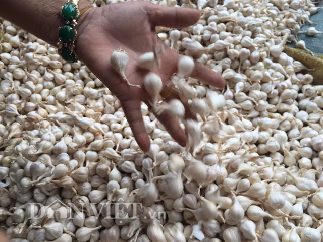 Tuy nhiên với giá mua như hiện nay, tính ra nguồn thu từ tỏi mang về cho người dân huyện đảo sau khi trừ chi phí, khoản lợi nhuận ước trên 10 triệu đồng/sào.
