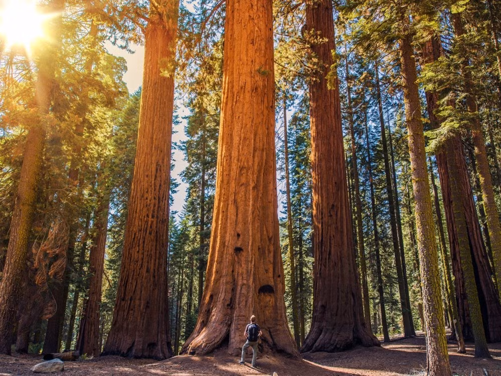Công viên quốc gia ở California có nhiều cây cao nhất thế thế giới có tuổi thọ hàng trăm năm tuổi. (Nguồn: businessinsider)
