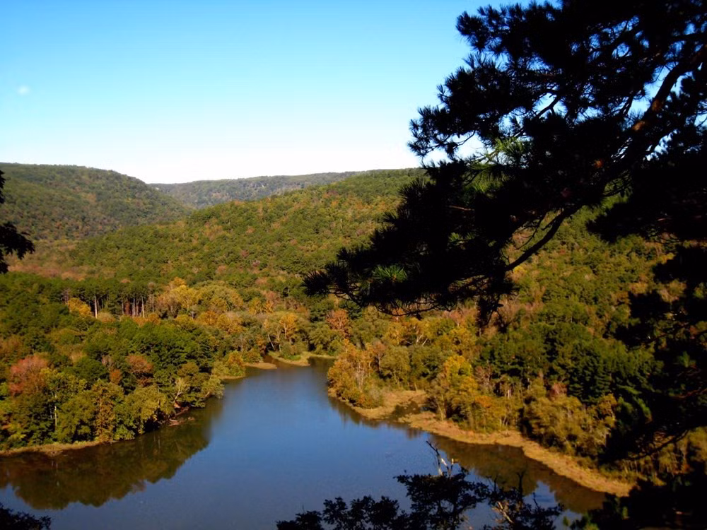 Rừng Ozark ở Arkansa. (Nguồn: businessinsider)