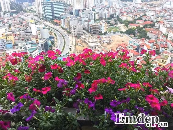 Hoa dạ yến thảo là loài dễ chăm sóc, lại phù hợp với điều kiện ban công hướng Tây nhiều nắng, anh Vượng thường chọn nơi mua cây giống uy tín nên khi trồng, cây rất dễ chăm sóc, khỏe mạnh và luôn tươi tốt. Cây giống khỏe nên cũng ít gặp sâu bệnh hơn. Dù chưa có nhiều kinh nghiệm chăm sóc hoa nhưng anh được người bán tư vấn cách chăm sóc nên việc trồng được một ban công đẹp như vậy cũng không quá khó.
