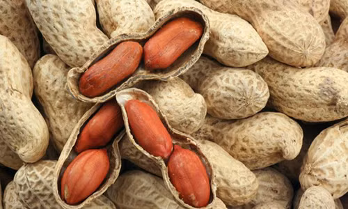 Những người này dù “có chết” cũng không được ăn củ lạc Nhung nguoi nay du “co chet” cung khong duoc an cu lac