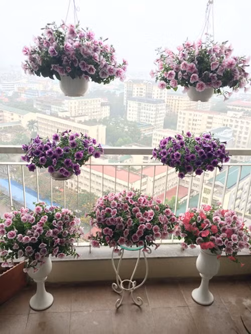 Chị Giang từng trồng rất nhiều loại như thanh tú, hoa hồng, đồng tiền, hướng dương, mõm sói, dừa cạn... nhưng chị thích và trồng nhiều nhất là dạ yến thảo.