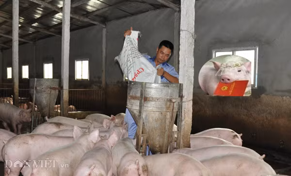 Khung hoang gia lon, Viet Nam van chi 2.400 ty nhap khau thit