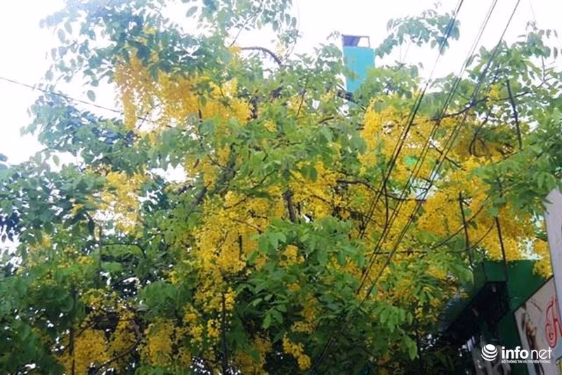 Xen kẽ những lá cây xanh là những chùm hoa muồng vàng tươi.