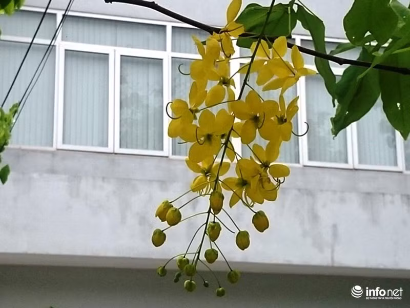 Hoa nở từng chùm và có 5 cánh rất đẹp.
