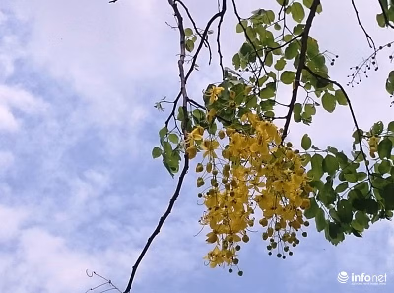 Những cành hoa muồng đẹp trên các con đường TP.Huế.