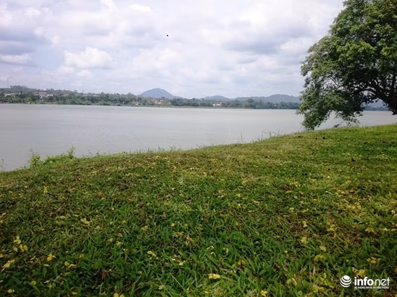 Những cánh hoa muồng hoàng yến rụng vàng trên cỏ.