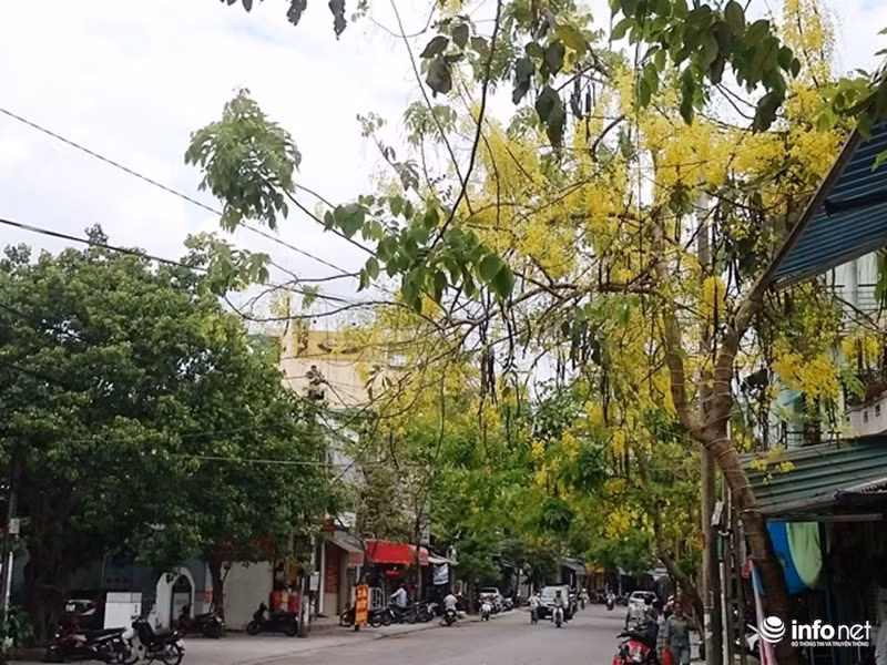 Gần 10 cây hoàng yến cùng nhau khoe sắc trên đường Phan Bội Châu (TP.Huế).