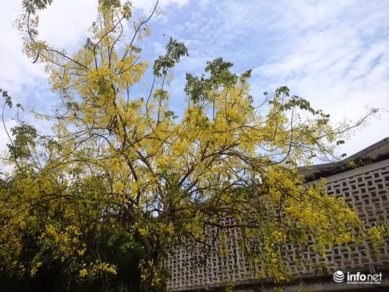 Hoàng yến vàng rực rỡ trong khuôn viên trường ĐHSP Huế.