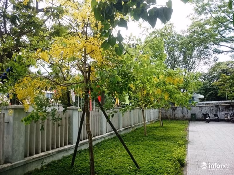 Những hàng cây muồng được trồng trong một khuôn viên công sở trên đường Lê Lợi (TP.Huế).