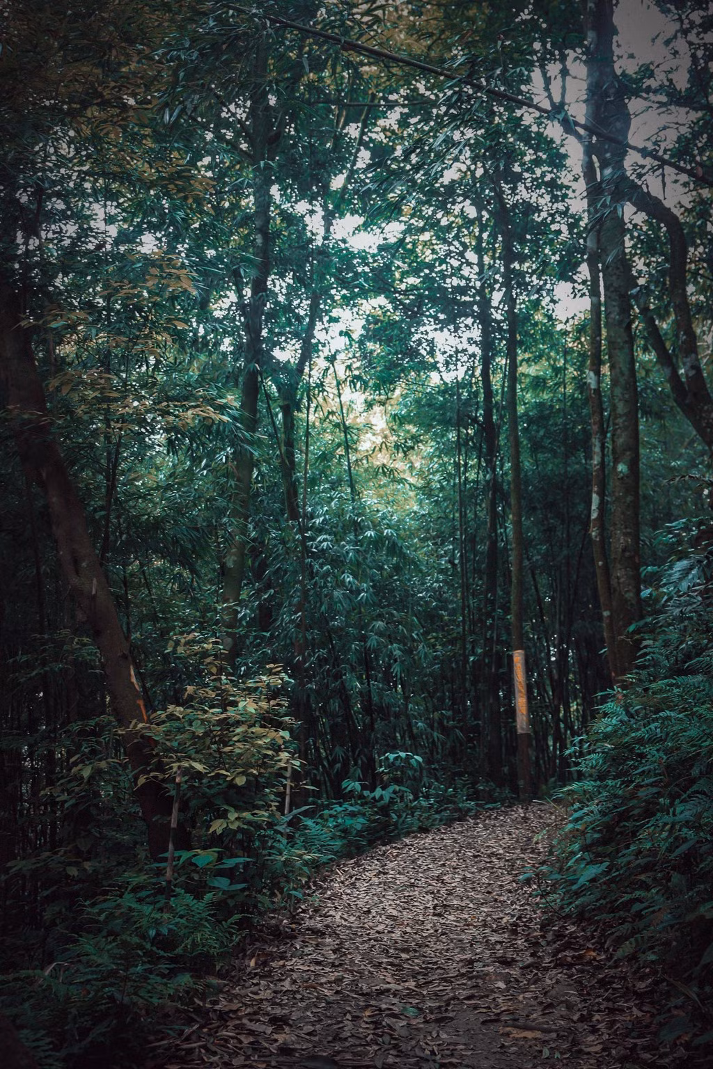 Những con đường không quá khó đi, lý tưởng cho những người yêu thích trekking và leo núi.