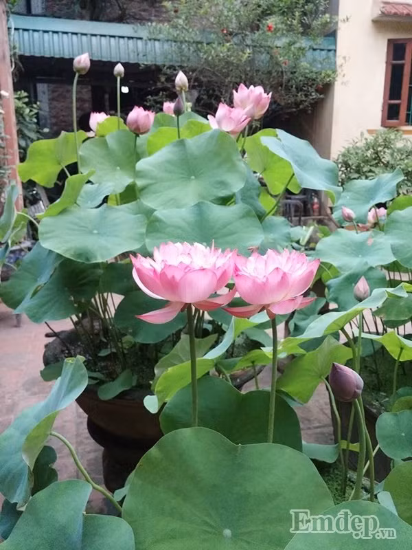 Anh Hồng Điệp chia sẻ, cách trồng sen trong chậu cũng tương đối đơn giản, thường thì vào vụ anh sẽ tách chồi, làm đất lên chậu và tưới đủ nước hàng ngày cho cây, chăm chỉ bắt sâu để sen được tươi tốt. Anh cũng chỉ dành thời gian chăm sóc vào sáng sớm và tối muộn bởi ban ngày anh bận đi làm. Anh Hồng Điệp cũng đang có dự định giâm thêm vào bể vuông to và vài chậu nhỏ cho mùa sen tới thêm đẹp hơn.