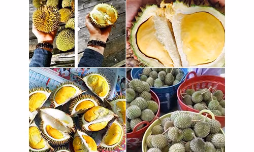 Hoang mang nguon goc sau rieng mini
