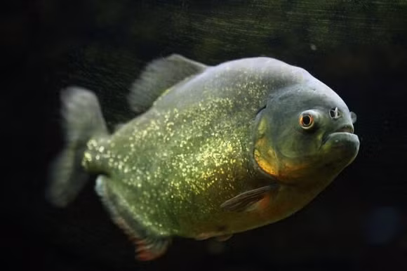 Cá Piranha Cá Piranha là một sản phẩm của khu vực sông nước trong rừng rậm Amazon. Chúng nổi danh khi đã xuất hiện trong rất nhiều bộ phim bom tấn Hollywood. Cá Piranha hay còn được gọi là cá răng đao hoặc cá cọp. Chúng sở hữu bộ răng sắc nhọn và có thể ăn thịt người. Tuy vậy, sinh vật này thường có xu hướng ăn những con vật đã chết. Chúng chỉ tấn công con người hay động vật lớn hơn mình khi đang thực sự đói.