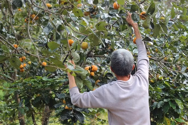 Ông Nguyễn Duy Hưng, chủ vườn hồng Đà Lạt tại phường 3 (TP Đà Lạt), cho biết những năm trước hồng trĩu quả, không thấy cả ngọn, phải dùng cây để đỡ cành khỏi bị gãy.