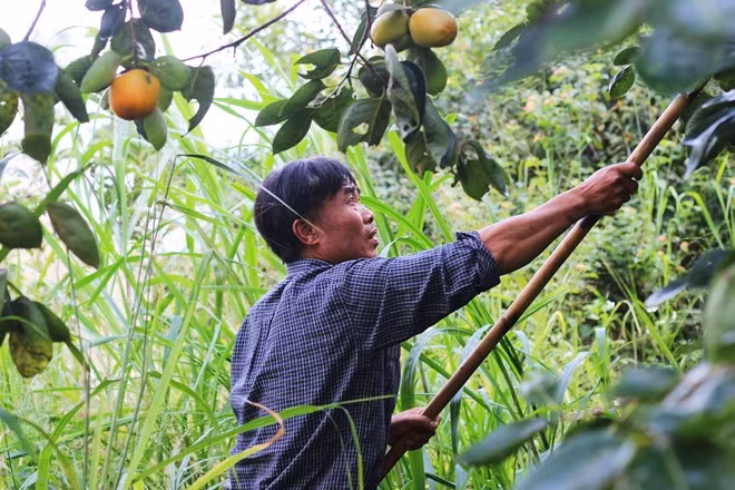 Ông Đặng Soa, chủ vườn hồng trên đèo Mimosa, cho biết do nhiều người trong gia đình đều là công chức nhà nước nên ông phải thuê nhân công thu hoạch nếu hồng không mất mùa. Năm nay, ông tranh thủ ngày nghỉ cuối tuần để thu hoạch mà vẫn còn dư dả thời gian.