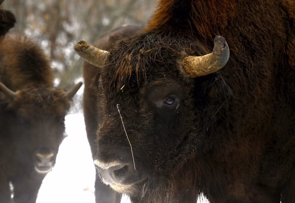 Những động vật lớn như bò rừng bison khá đông ở khu vực nhiễm phóng xạ này.