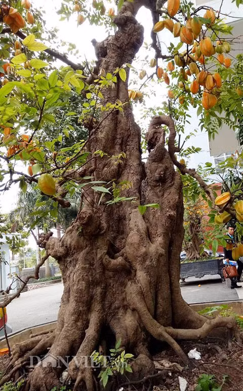Chủ nhân của cây khế này cho biết, vào dịp Tết Nguyên đán, có rất nhiều khách đến hỏi mua, hoặc thuê chơi Tết với giá lên đến hàng chục triệu đồng, nhưng ông quyết không bán, mà chỉ cho thuê với giá 30 triệu đồng. Sau Tết, ông lại đưa đem chúng về trồng và chăm sóc.